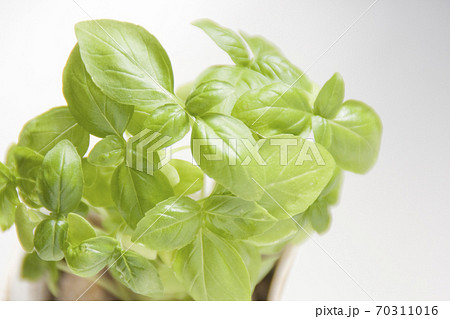 家庭菜園で育てたバジルの葉　ベランダ菜園 70311016