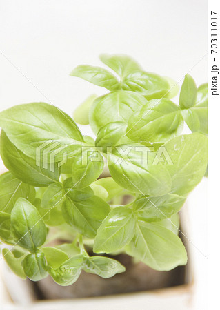 家庭菜園で育てたバジルの葉　ベランダ菜園 70311017