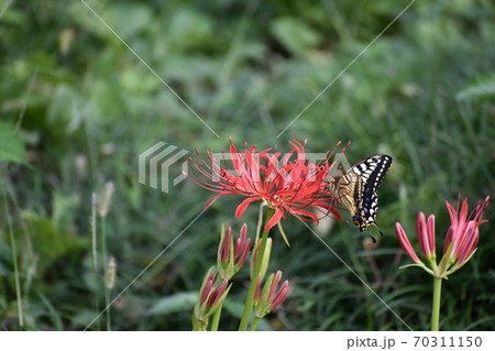 彼岸花の蜜を吸いにきたアゲハ蝶 彼岸花の蜜を吸いにきたアゲハ蝶 70311150