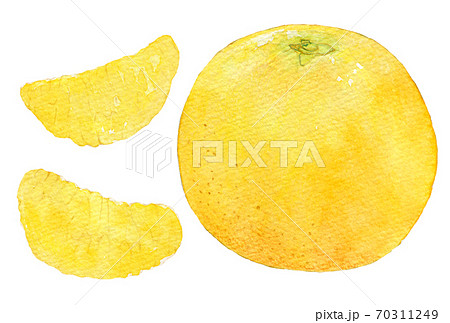 水彩イラスト 食品 柑橘類 はっさくのイラスト素材 [70311249] - PIXTA