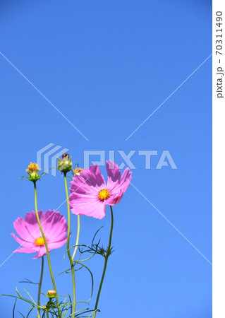 秋イメージ　コスモスと青空 70311490
