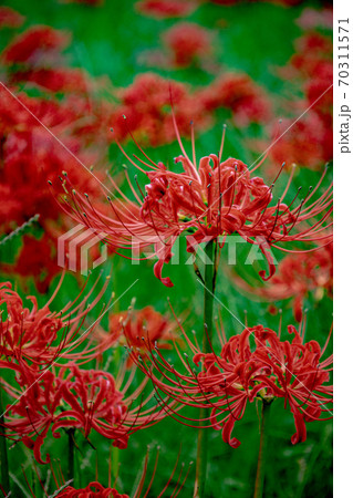 【花】彼岸花(曼珠沙華)赤色 【花】彼岸花(曼珠沙華)赤色 70311571