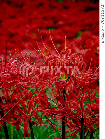 【花】彼岸花(曼珠沙華)赤色 【花】彼岸花(曼珠沙華)赤色 70311572