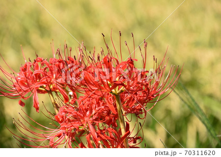 秋イメージ　彼岸花 70311620
