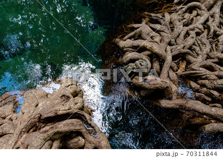National Park in Krabi Province, Thailand with mangrove forests National Park in Krabi Province, Thailand with mangrove forests 70311844