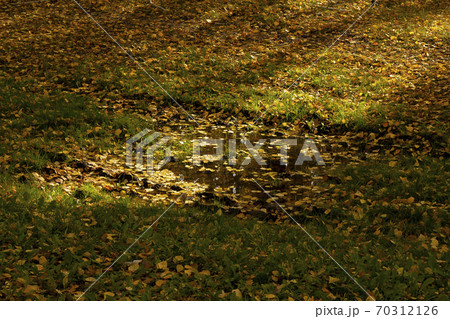 A puddle on a forest road in the rays of the setting sun. Autumn forest after rain. A puddle on a forest road in the rays of the setting sun. Autumn forest after rain. 70312126