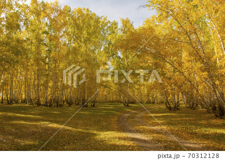 Autumn golden-yellow forest in the rays of the midday sun. Autumn golden-yellow forest in the rays of the midday sun. 70312128