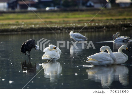 コハクチョウ コハクチョウ 70312340