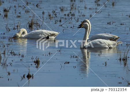 コハクチョウ 70312354