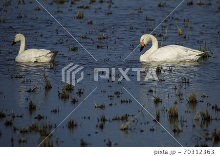 コハクチョウ コハクチョウ 70312363