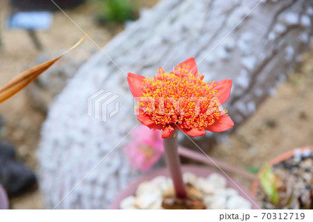 ハエマンサスの花 70312719