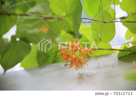 イエライシャンの花 イエライシャンの花 70312723