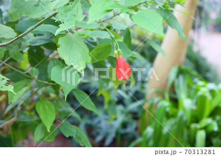 ウナヅキヒメフヨウの花 ウナヅキヒメフヨウの花 70313281