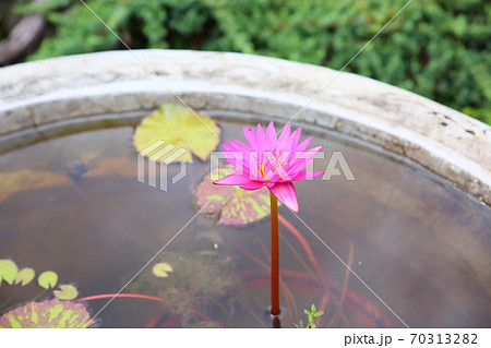 ネッタイスイレンの花 70313282