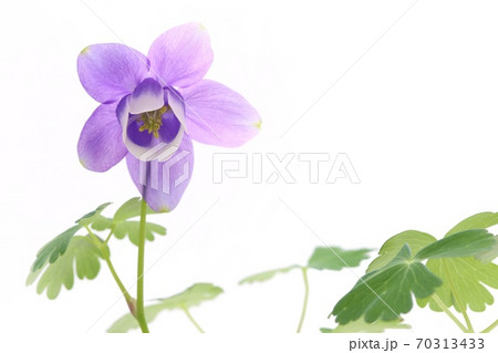 深山苧環　ミヤマオダマキ　山野草　青紫色の花　クローズアップ 70313433