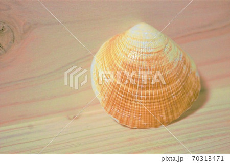 木の板の上の貝殻 70313471