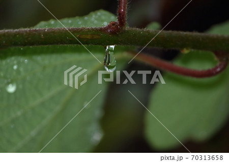 キウイの枝に垂れ下がる水滴 70313658