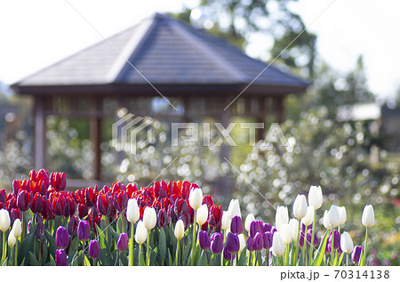 花菜ガーデンのチューリップ 70314138