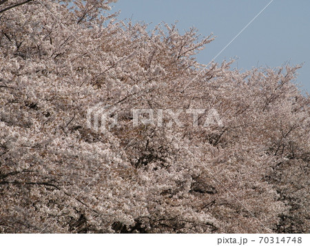 桜の密集 70314748