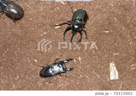 昆虫バトルの写真素材 昆虫バトルの写真素材