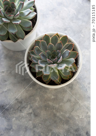 hipster houseplants. Variety of succulents in concrete pots. Abstract botany background. 70315185