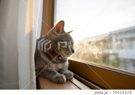 猫 ネコ ねこ キジトラ 白 グレイ 子猫 雌 メス 雌ねこ 雌ネコ 雌猫 元気 かわいい 癒し 70315329