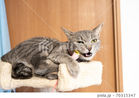 猫 ネコ ねこ キジトラ 白 グレイ 子猫 雌 メス 雌ねこ 雌ネコ 雌猫 元気 かわいい 癒し 猫 ネコ ねこ キジトラ 白 グレイ 子猫 雌 メス 雌ねこ 雌ネコ 雌猫 元気 かわいい 癒し 70315347