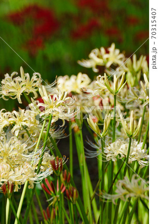 祖光院の白い彼岸花(千葉県松戸市) 祖光院の白い彼岸花(千葉県松戸市) 70315407