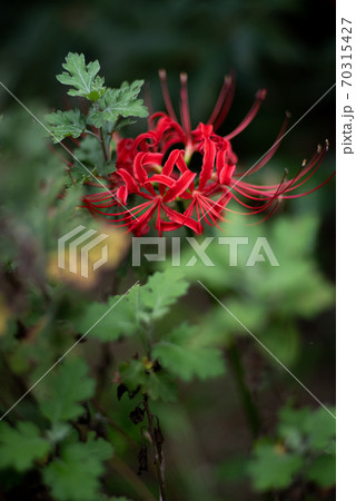 彼岸花 70315427