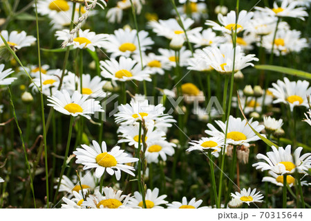 Wild chamomile flowers on a field on a sunny day. Selective focus 70315644