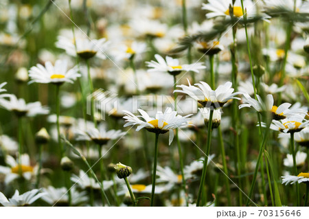 Wild chamomile flowers on a field on a sunny day. Selective focus Wild chamomile flowers on a field on a sunny day. Selective focus 70315646