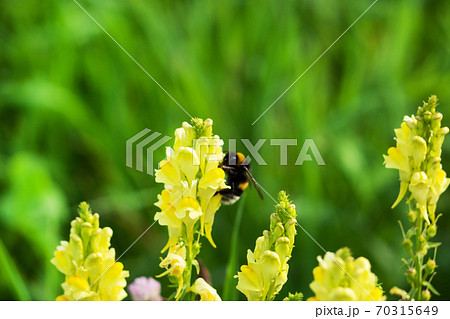 Yellow Snapdragon flower grows on the field. 70315649