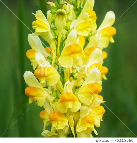 Yellow Snapdragon flower grows on the field. 70315660