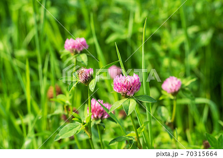 Field with blooming flowers of white and lilac clover, Field with blooming flowers of white and lilac clover, 70315664