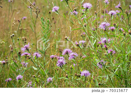 Grow purple flowers of Serratula Lycopifolia plant. 70315677