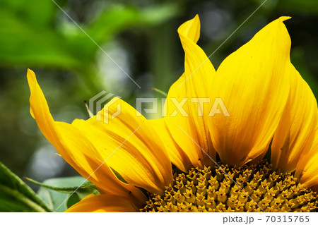 Yellow sunflower flower grows in the garden. Selective focus Yellow sunflower flower grows in the garden. Selective focus 70315765