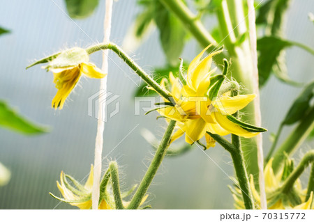 Yellow flowers of a blooming tomato in a greenhouse. Yellow flowers of a blooming tomato in a greenhouse. 70315772