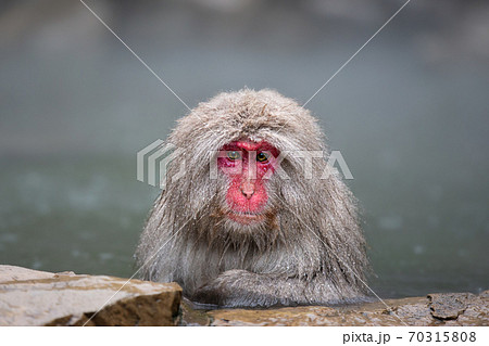 ニホンザル 日本猿の写真素材