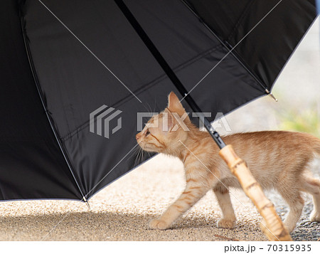 可愛い子猫 70315935