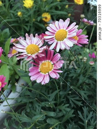 忍ぶ恋模様を表す赤花除虫菊の写真素材