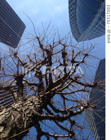 冬の都会 冬の都会 70317003