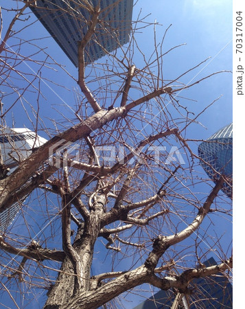 冬の都会 70317004