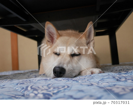 机の下で寝る犬 机の下で寝る犬 70317031