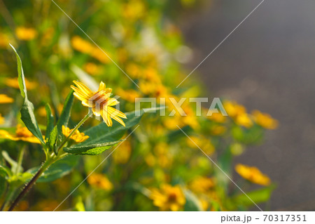 太陽に向かって咲く花 70317351