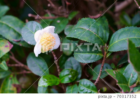 茶の木の白い花 茶の木の白い花 70317352