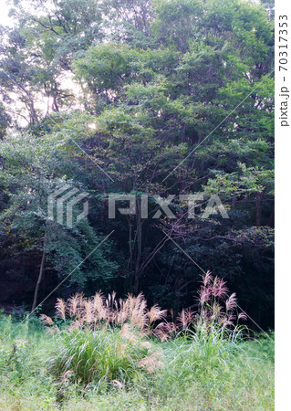 秋の訪れススキ 70317353