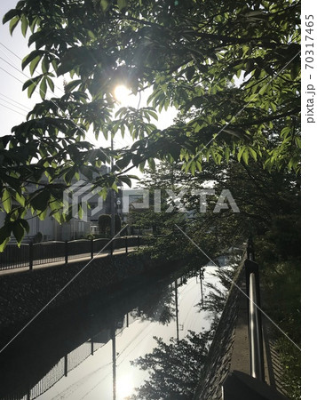 春の終わりを告げる柔らかい陽射し 70317465