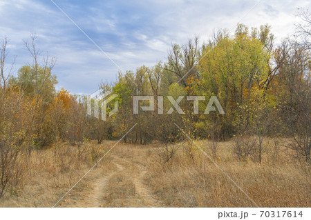 autumn forest landscape with blue sky background 70317614