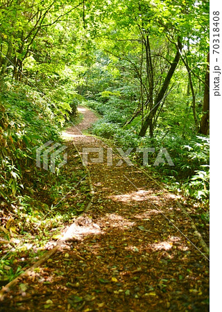 木漏れ日の遊歩道 70318408
