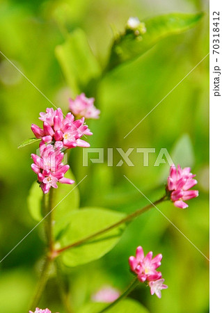 金平糖のような花 70318412